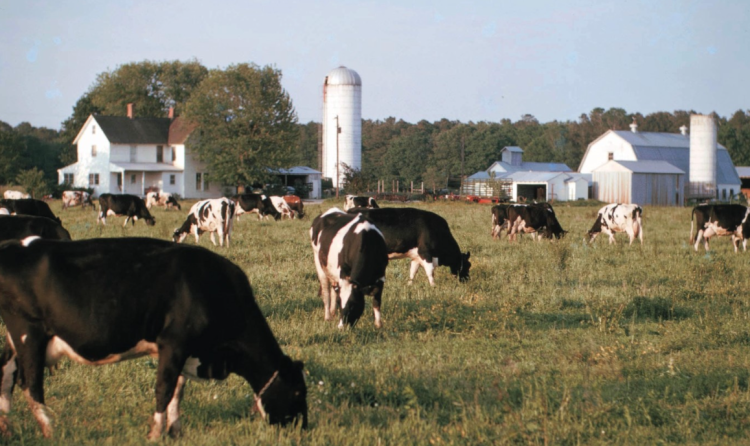 Cows in field