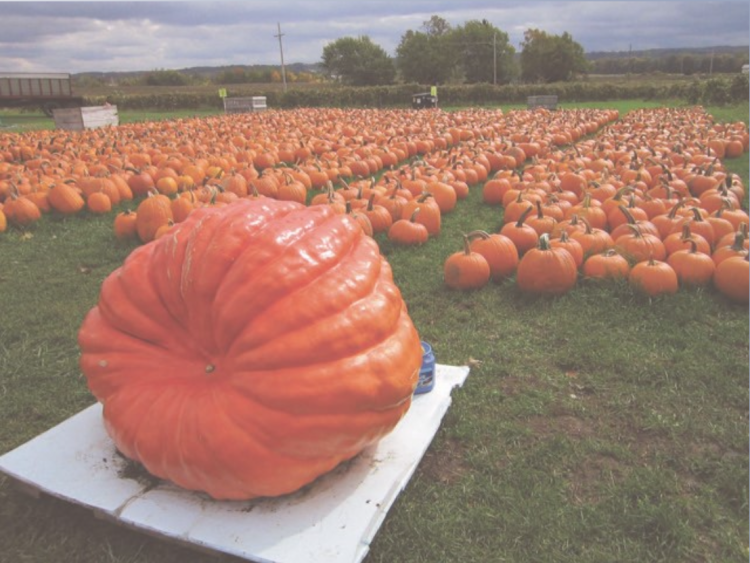 Pumpkin patch