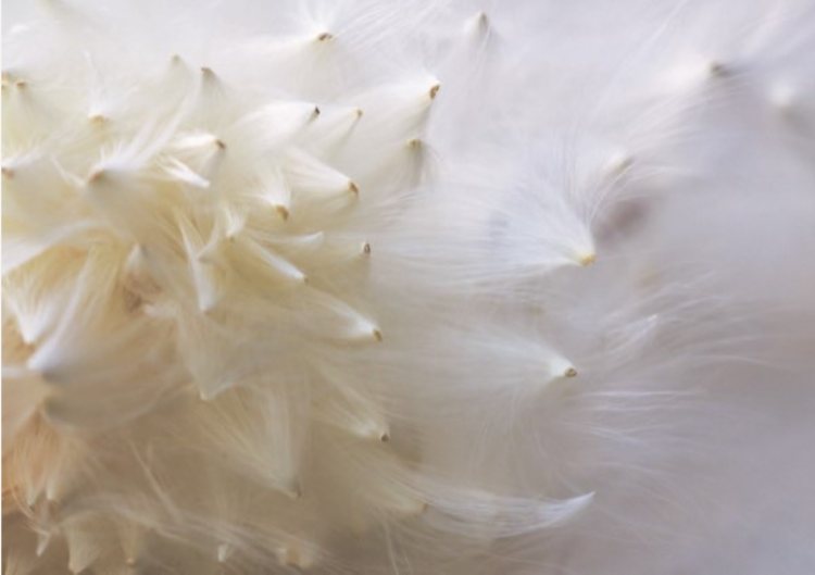 Up close of a dandelion