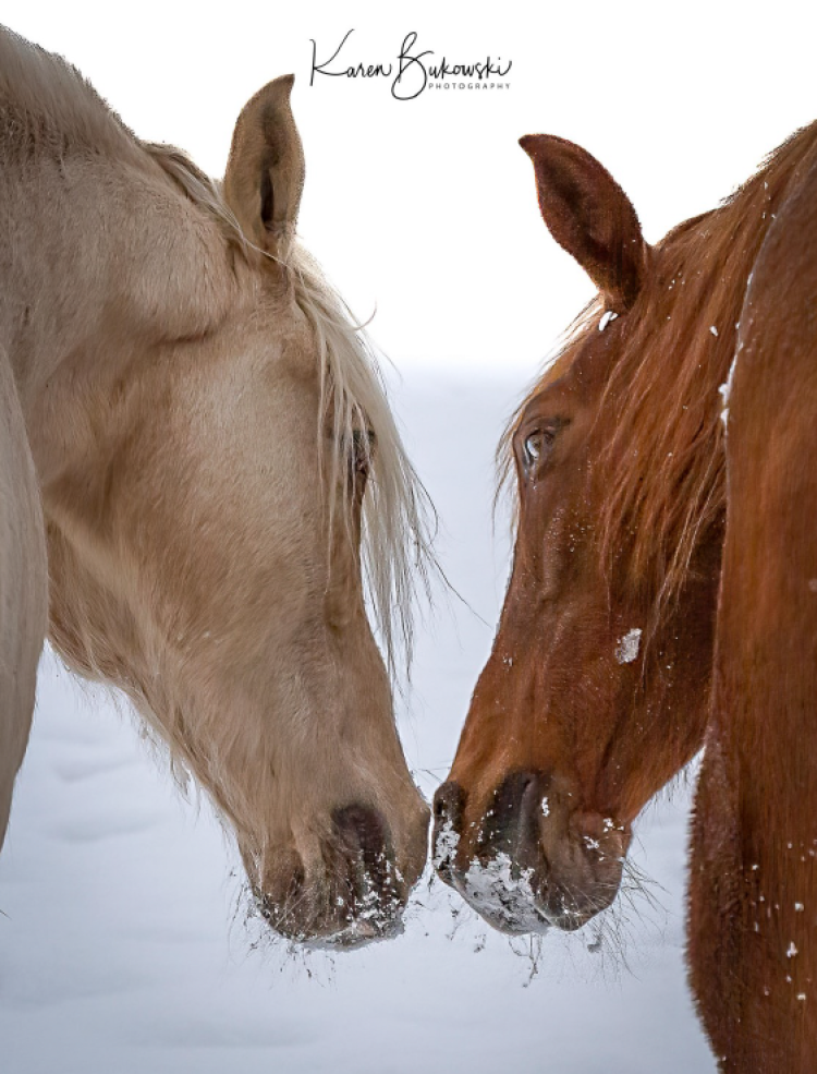 Two horses