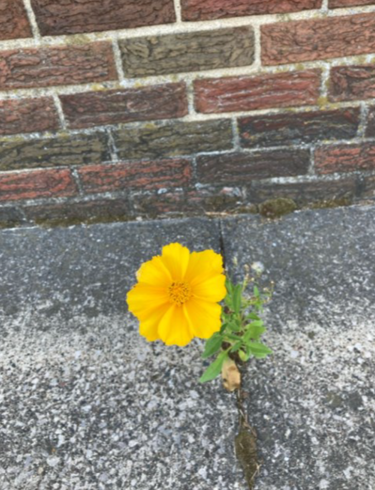 Flower in concrete