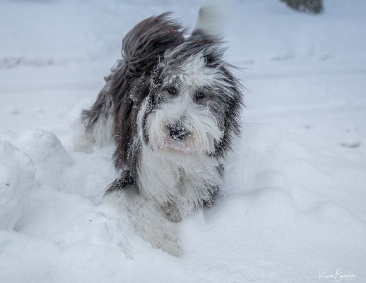 Dog in snow