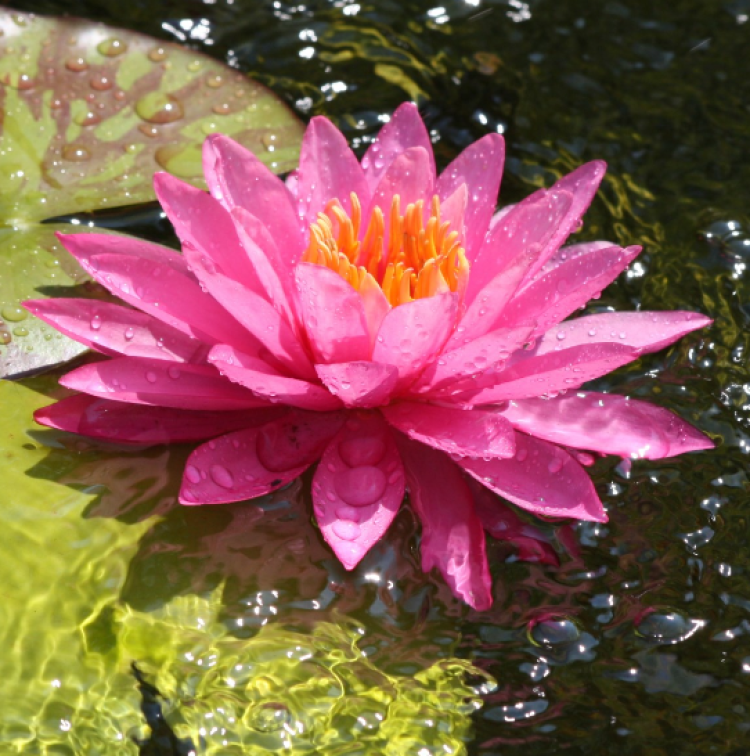 Lotus