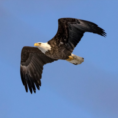 Photo of bald eagle flying against a clear blue ski by Karen Bukowski featured in the April 2022 issue of The Monastic Way by Joan Chittister