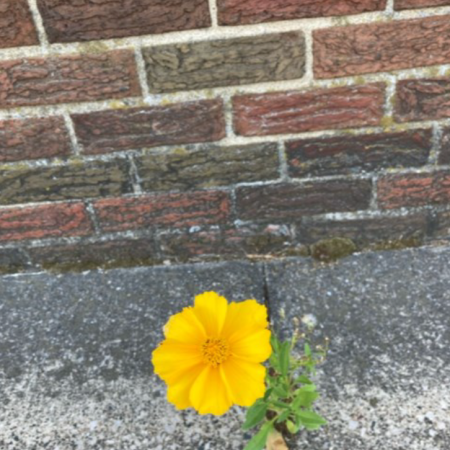 Flower in concrete