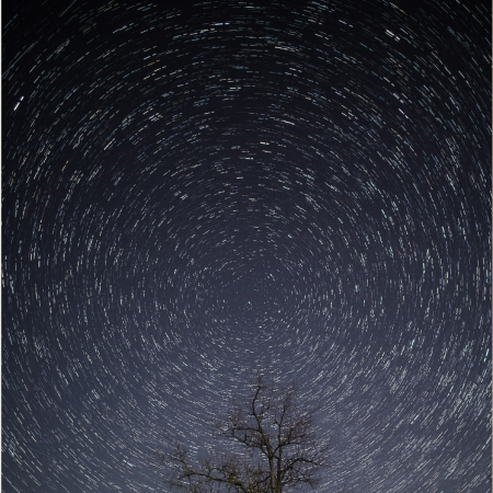 trees at night