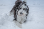 Dog in snow
